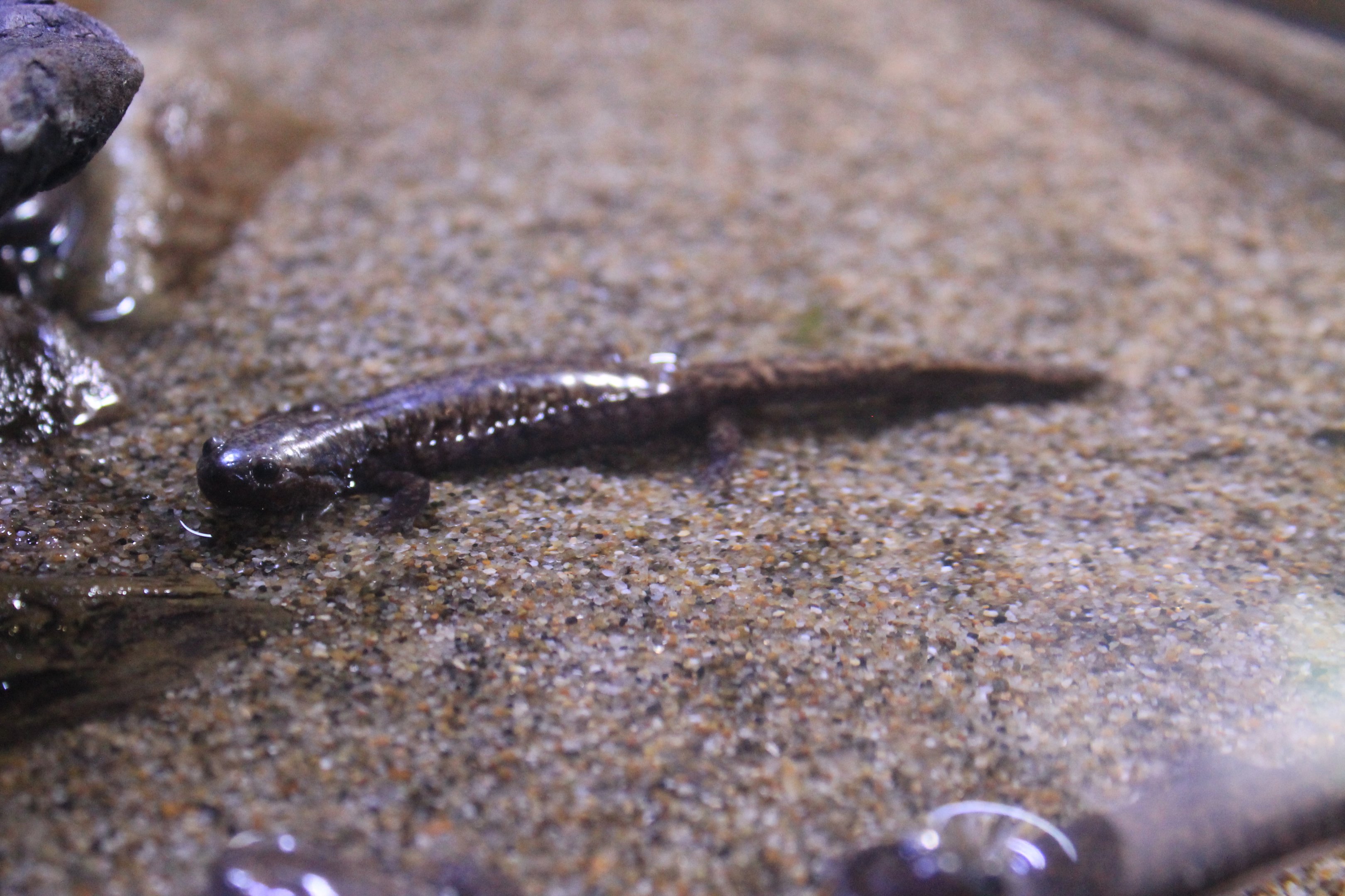 Tokyo Salamander (Hynobius tokyoensis)