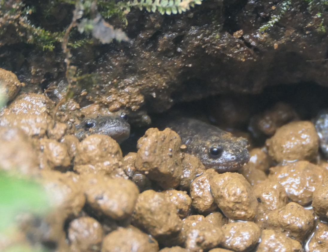 Tokyo Salamander (Hynobius tokyoensis)