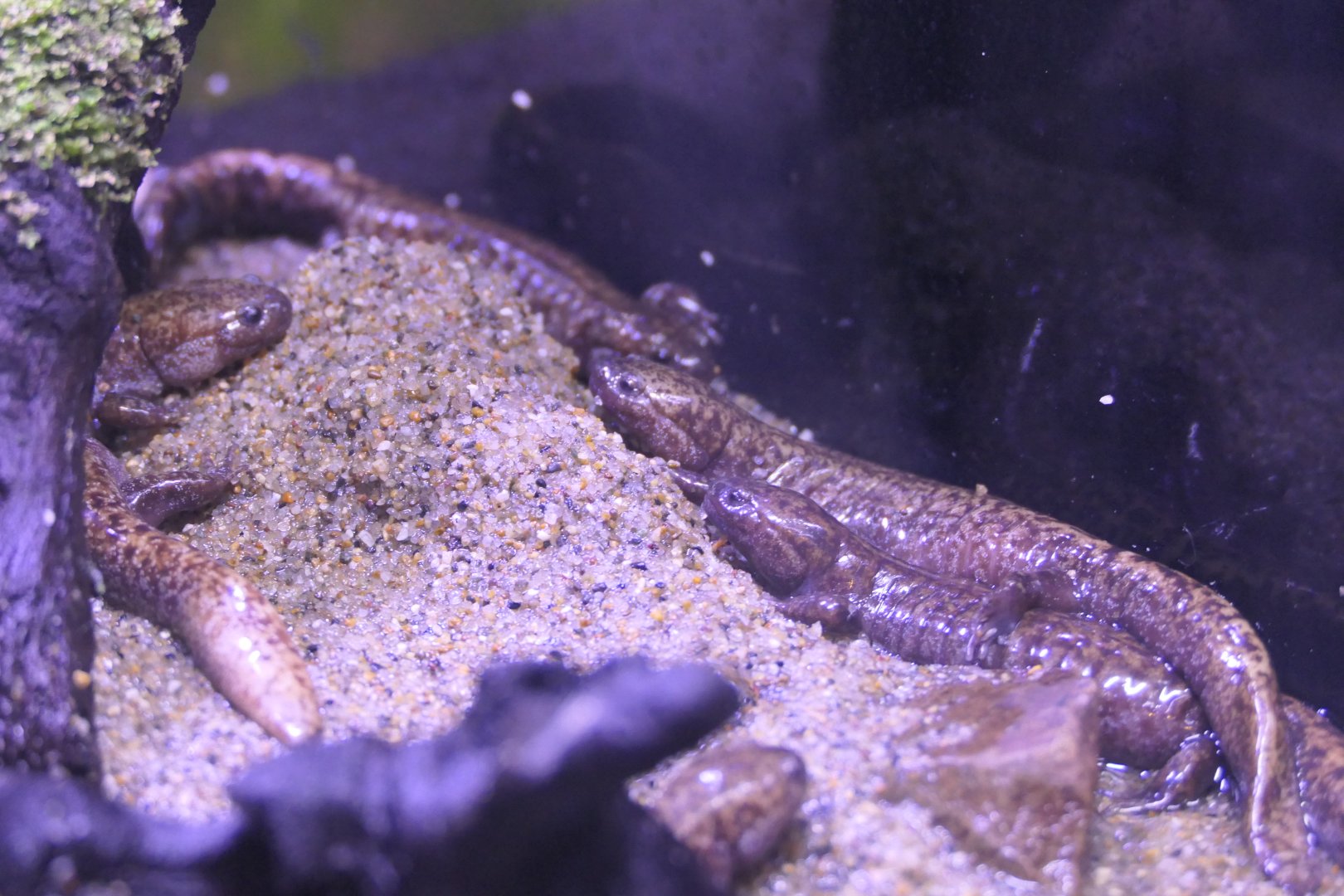 Tokyo Salamander (Hynobius tokyoensis)