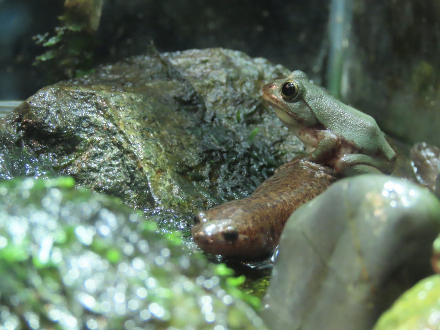 Tokyo salamander+Schlegel's green tree frog