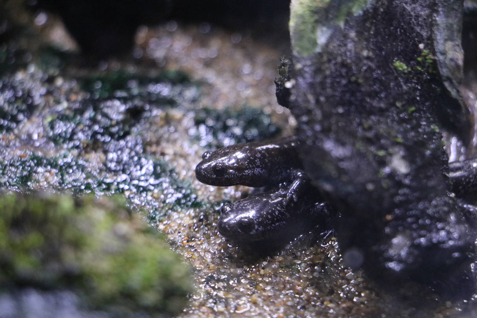 Tokyo salamander - Sumida Aquarium, February 2016