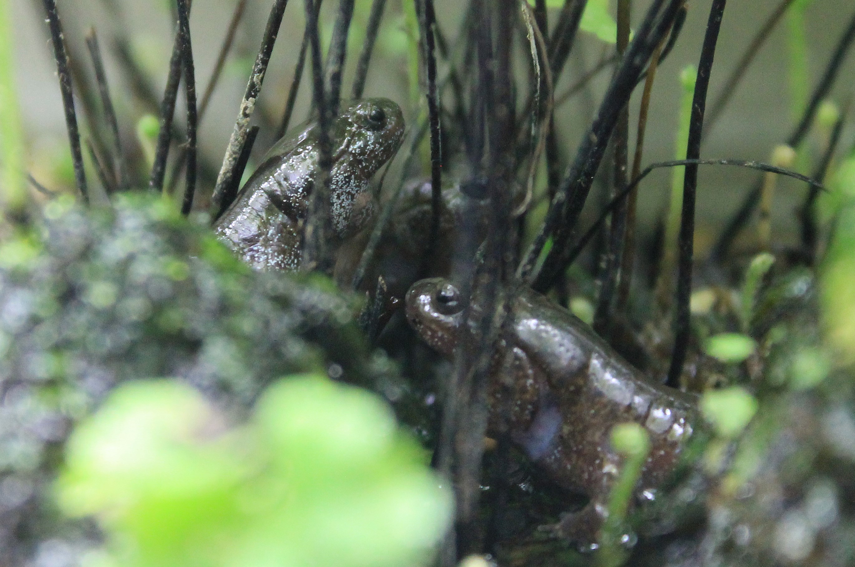 Tokyo Salamanders (Hynobius tokyoensis)