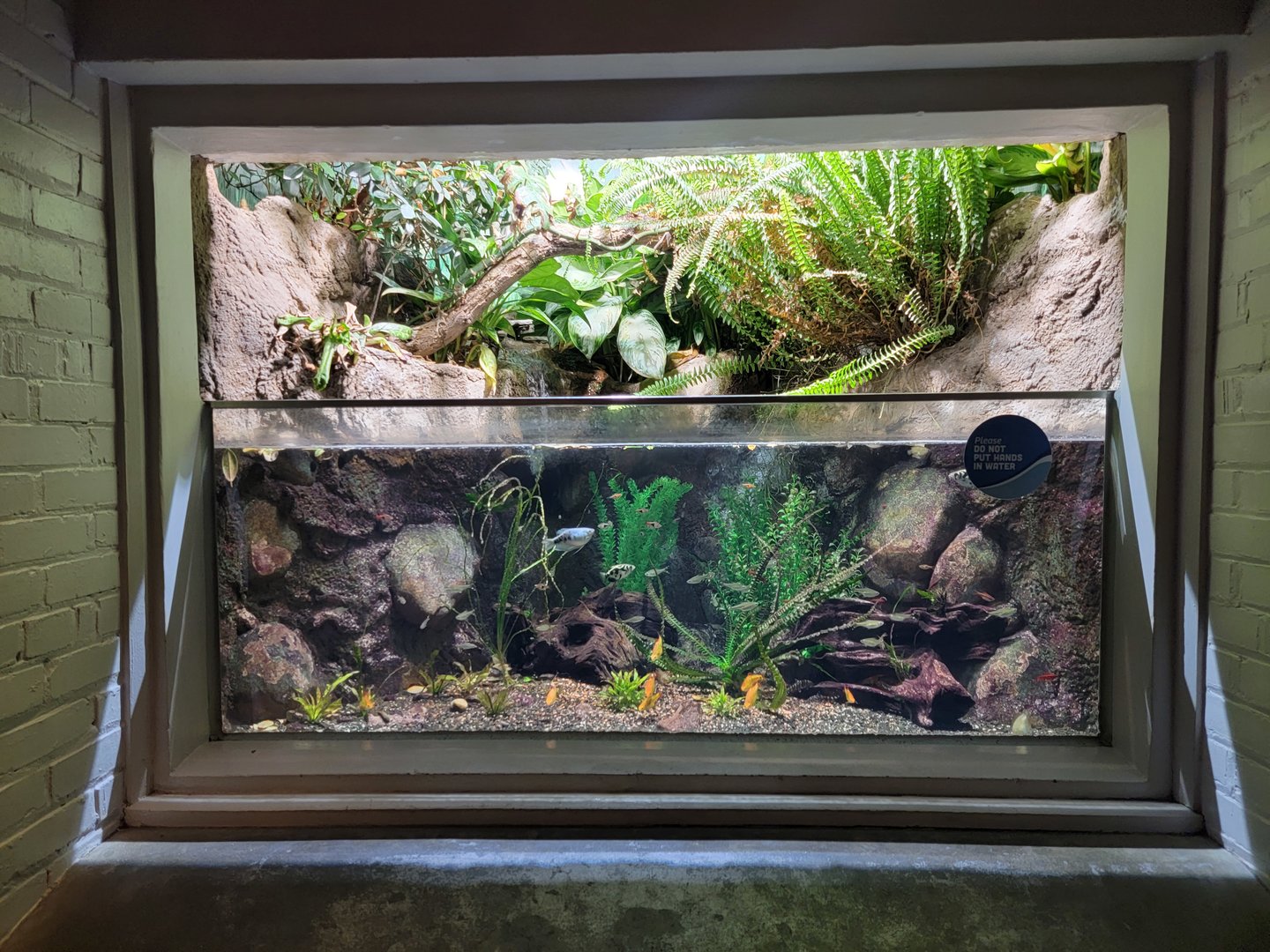 Toledo, Aquarium - Archerfish