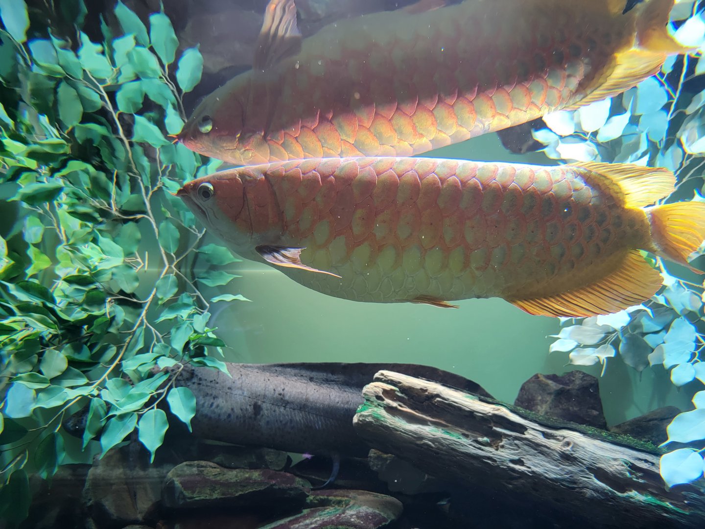Toledo, Aquarium - Asian arowana