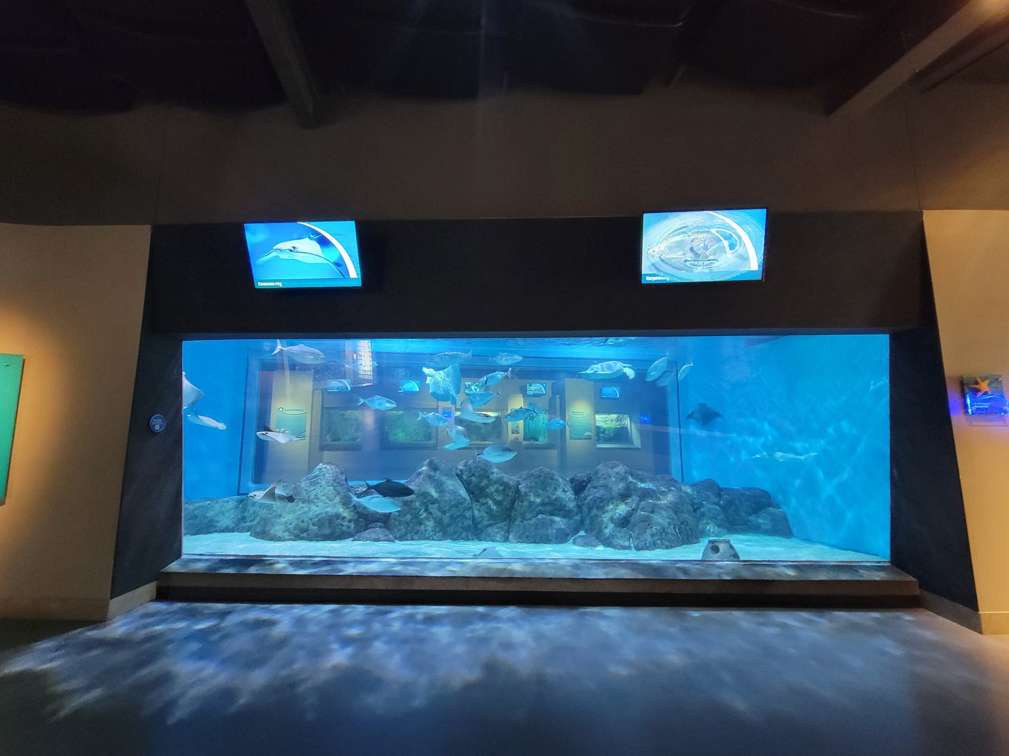 Toledo, Aquarium - Bonnethead shark, spotted eagle ray, sea turtle, cownose ray, etc.