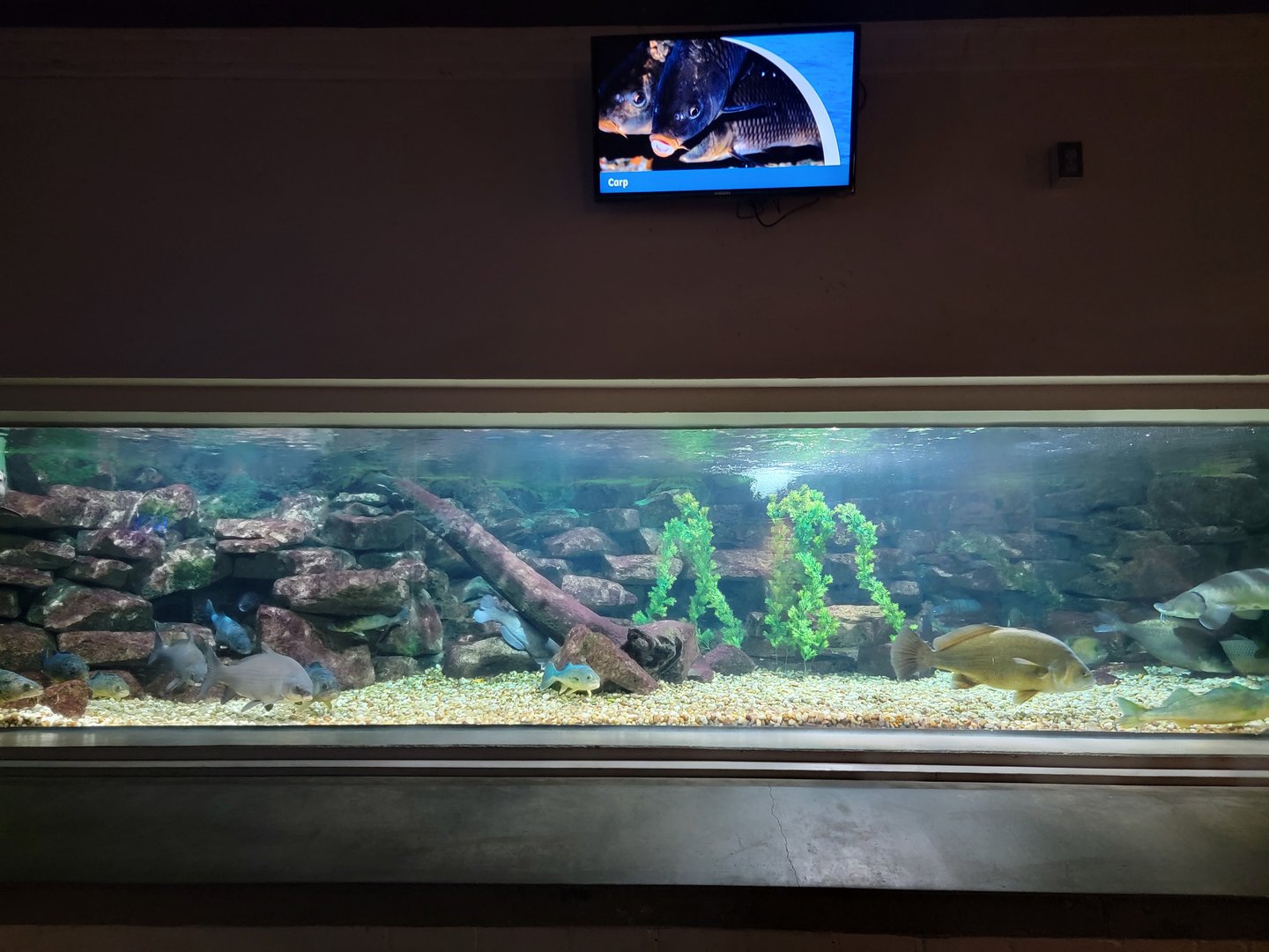 Toledo, Aquarium - Carp, lake sturgeon, etc.