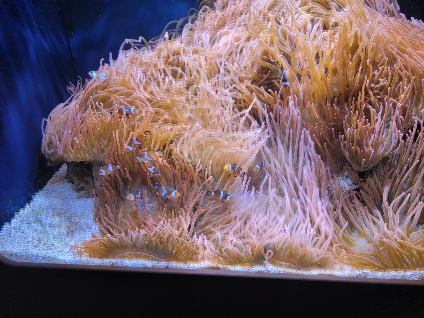 Toledo, Aquarium - Clownfish and anemones