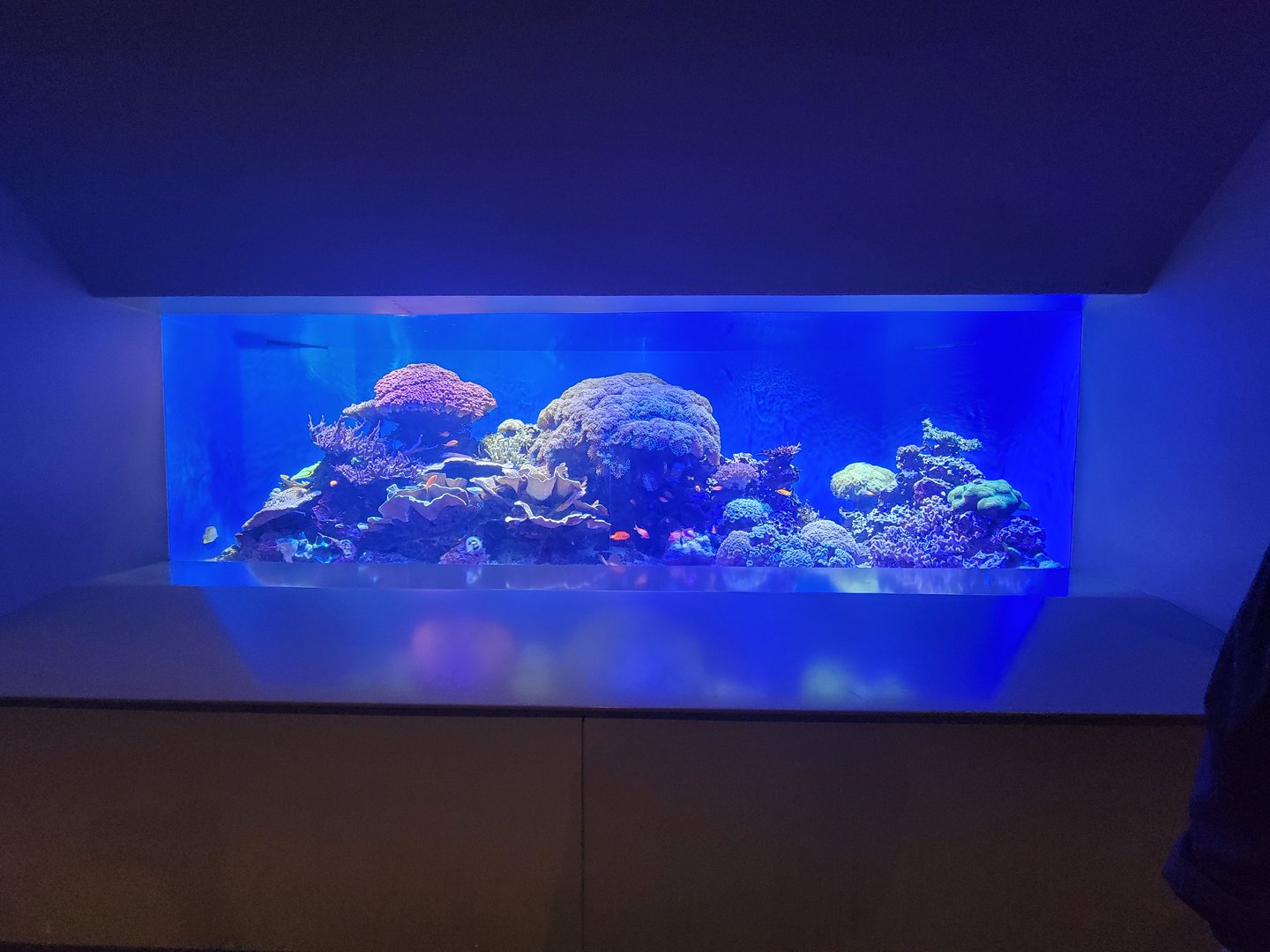 Toledo, Aquarium - Coral tank
