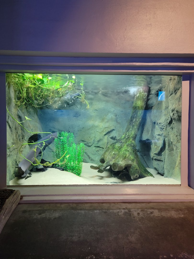 Toledo, Aquarium - Electric eel