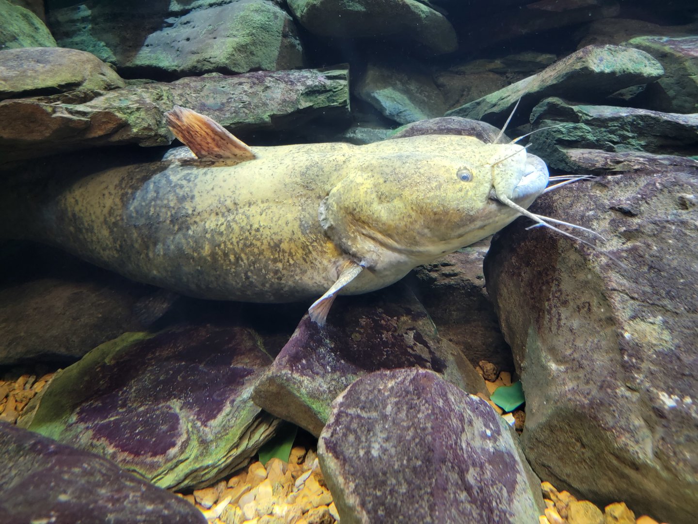 Toledo, Aquarium - Flathead catfish