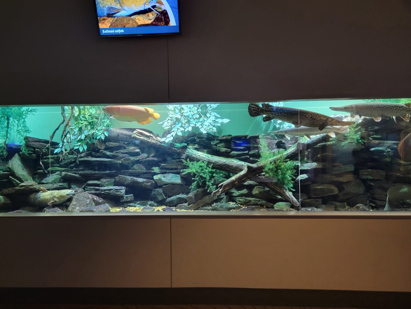 Toledo, Aquarium - Gar, Asian arowana, catfish