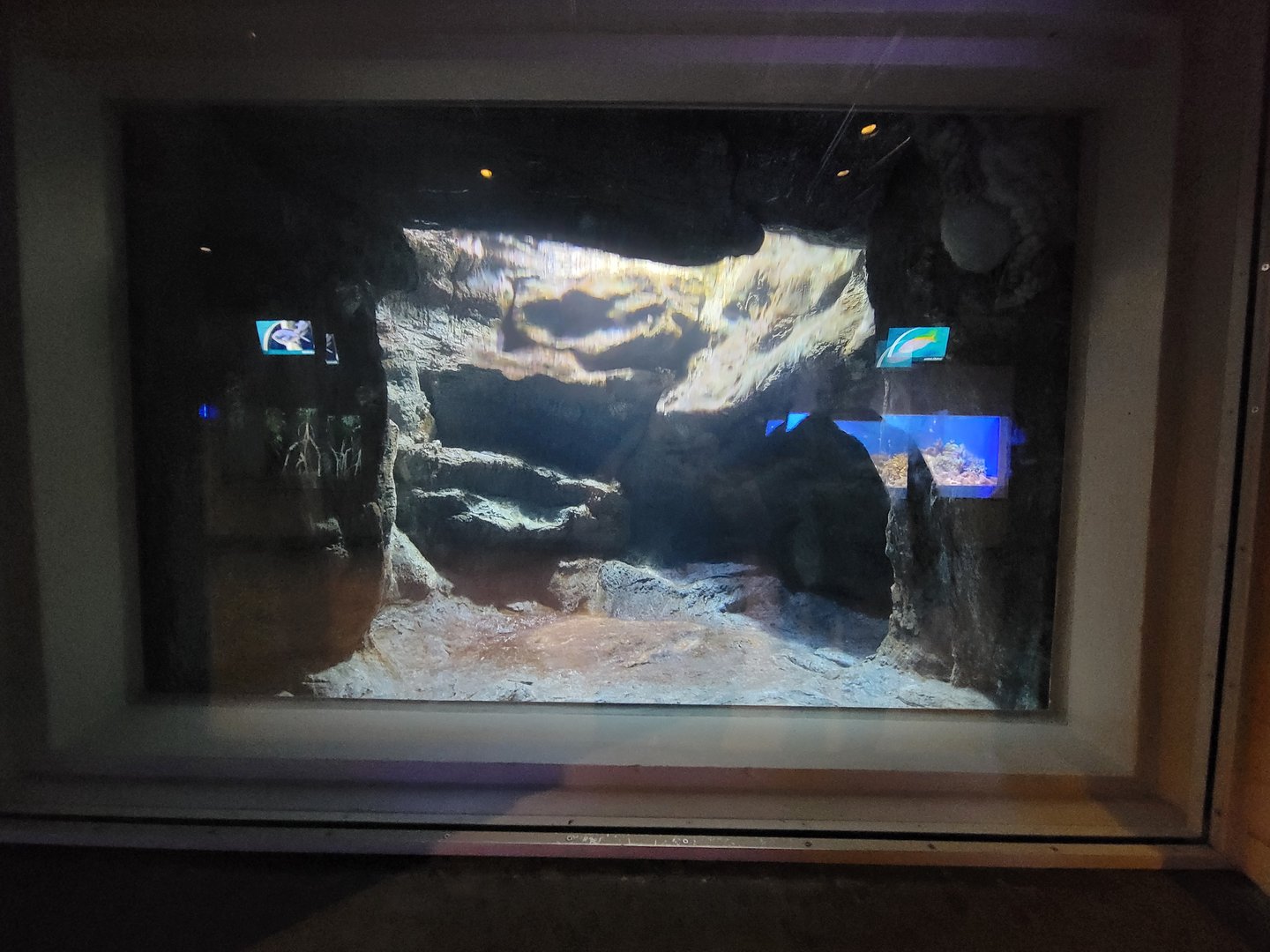 Toledo, Aquarium - Giant Pacific octopus (upper right corner)