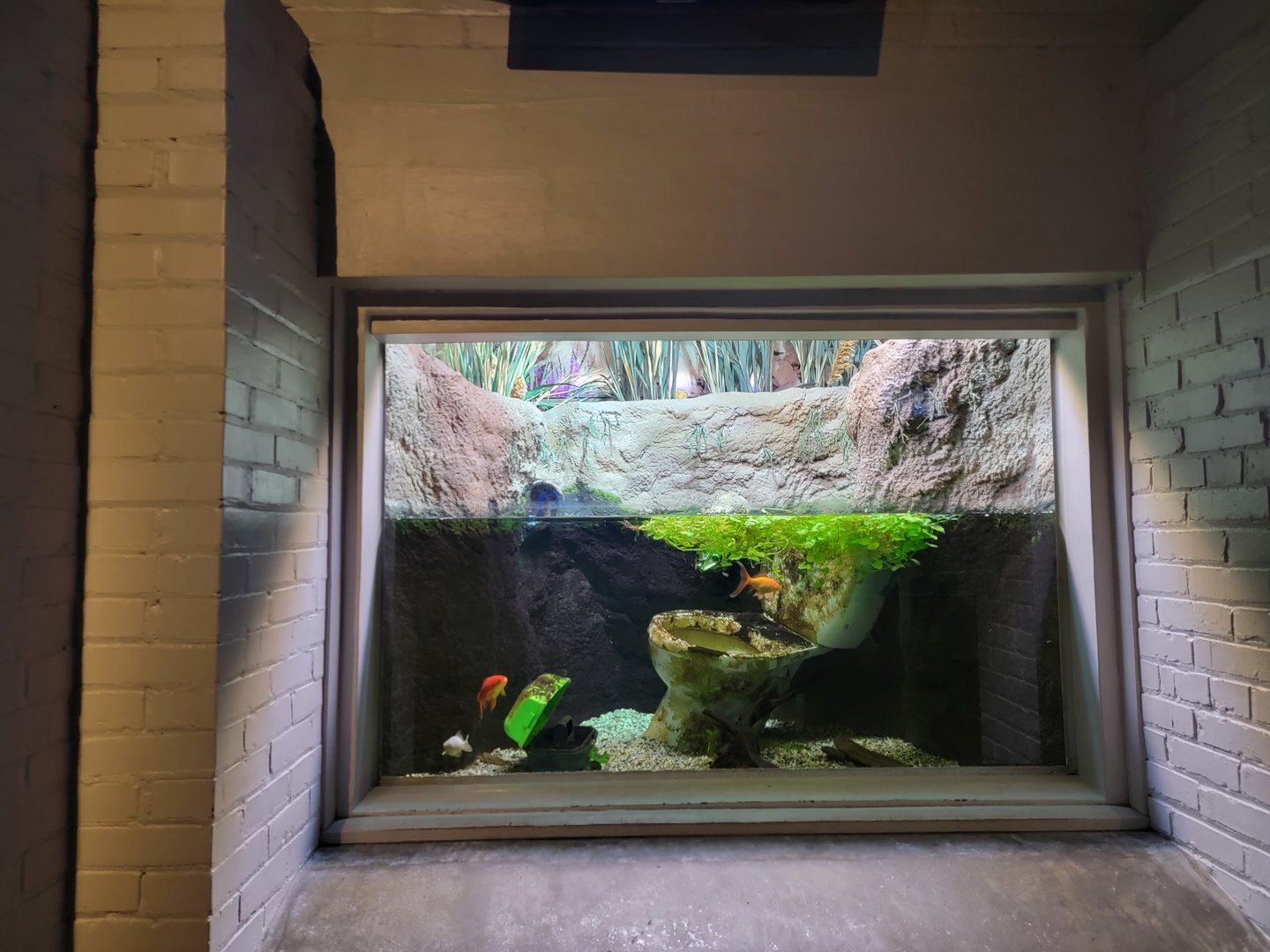 Toledo, Aquarium - Goldfish and a toilet?