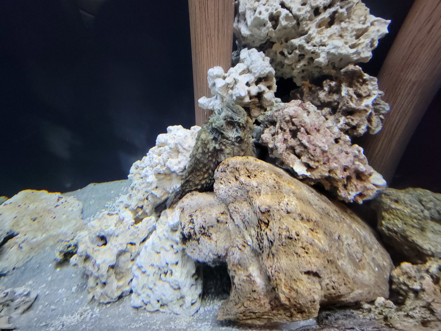 Toledo, Aquarium - ID