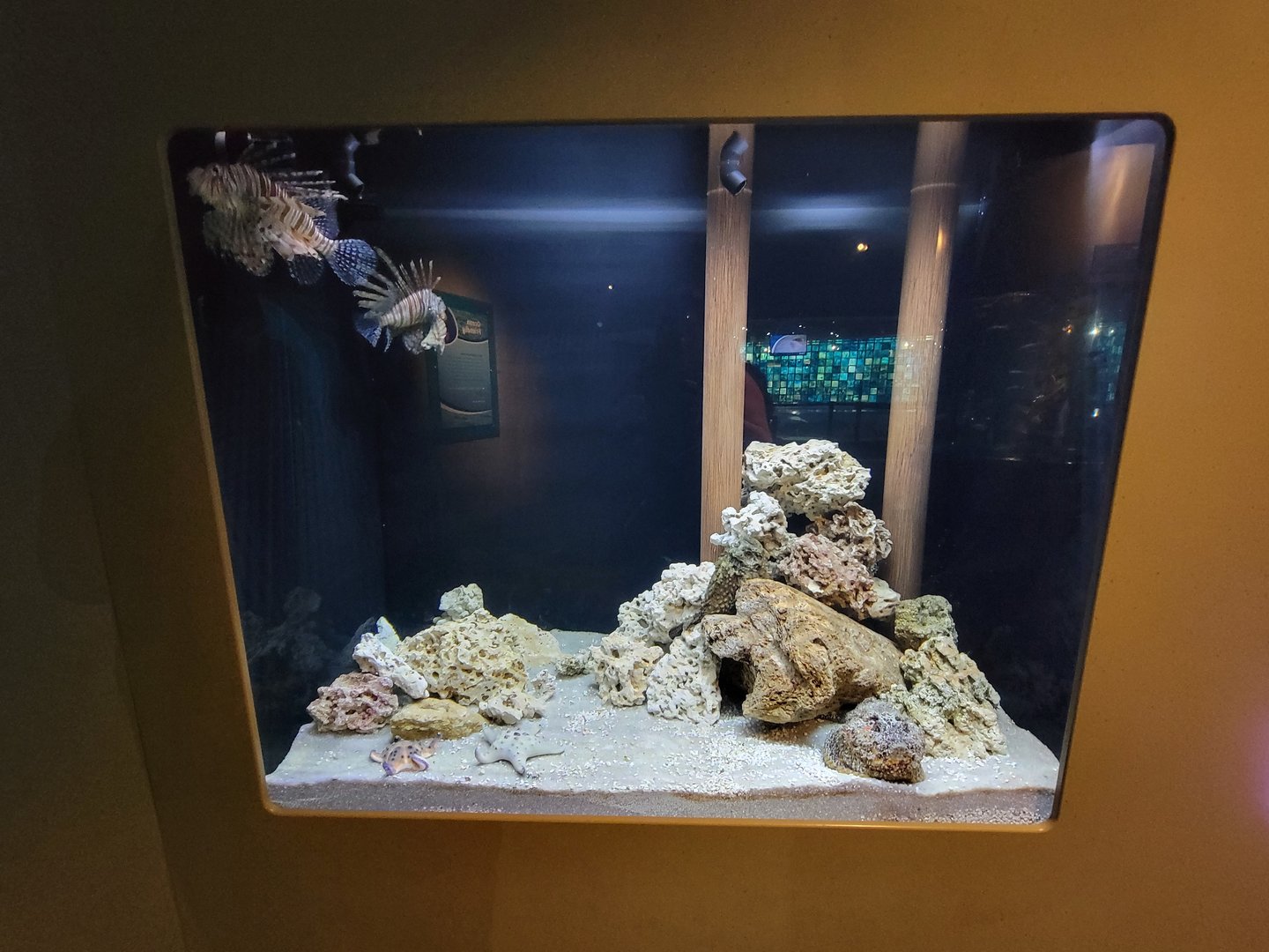 Toledo, Aquarium - Lionfish