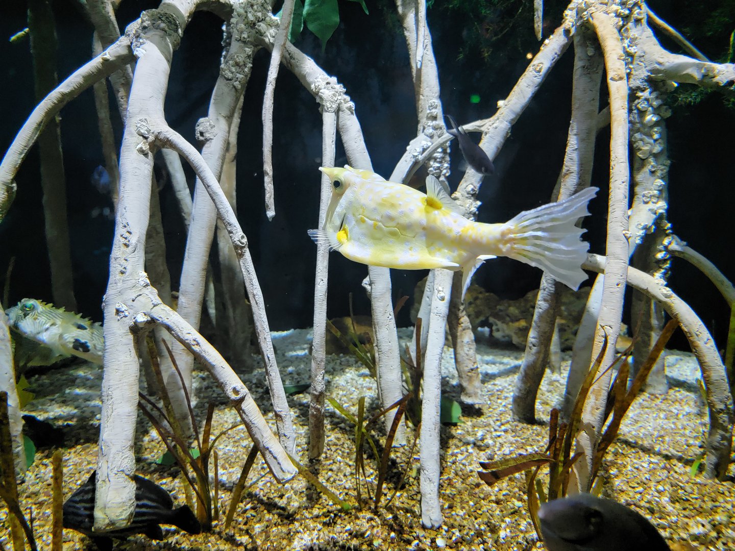 Toledo, Aquarium - Longhorn Cowfish