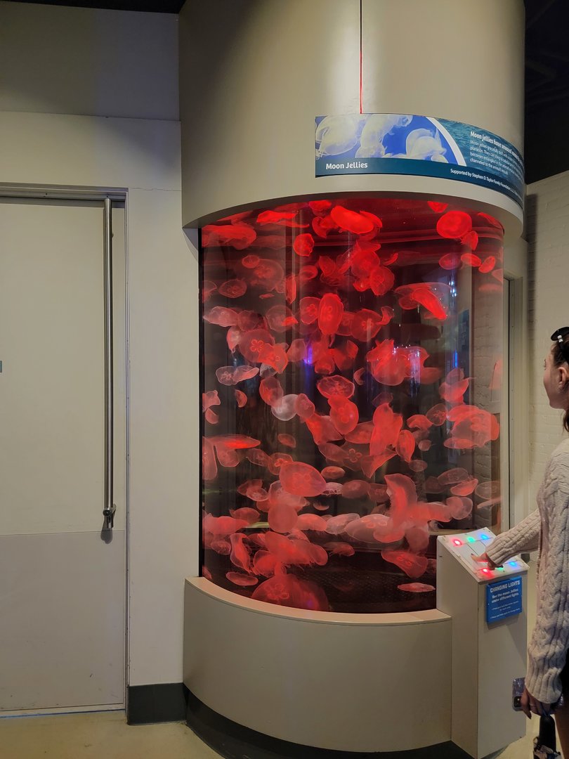 Toledo, Aquarium - Moon jellies