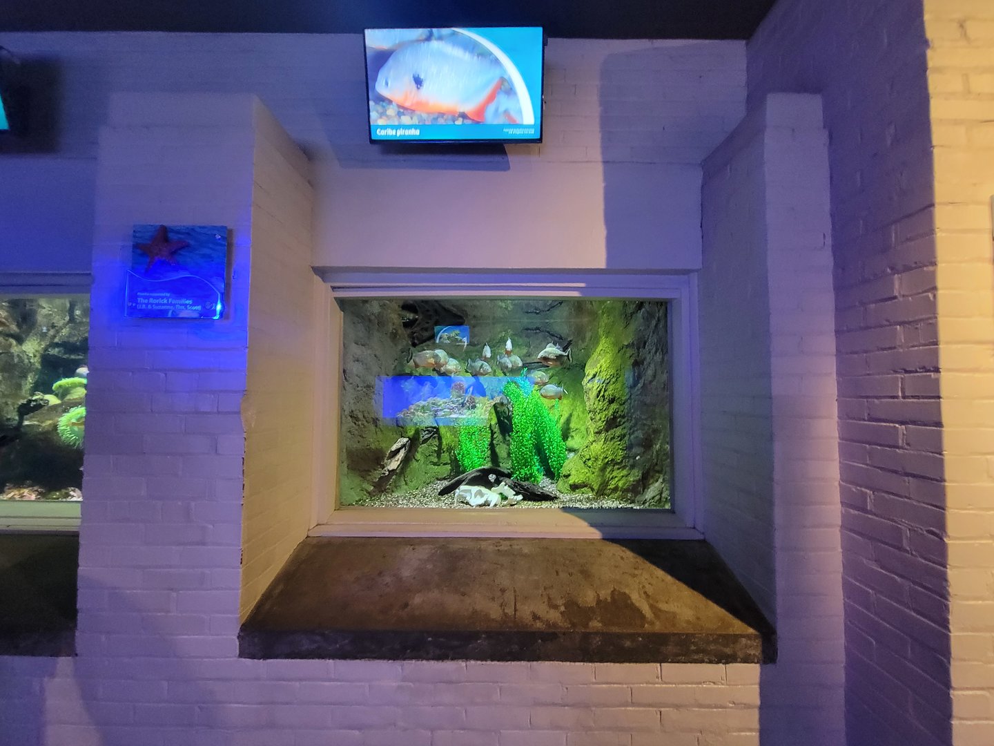 Toledo, Aquarium - Red-bellied piranhas