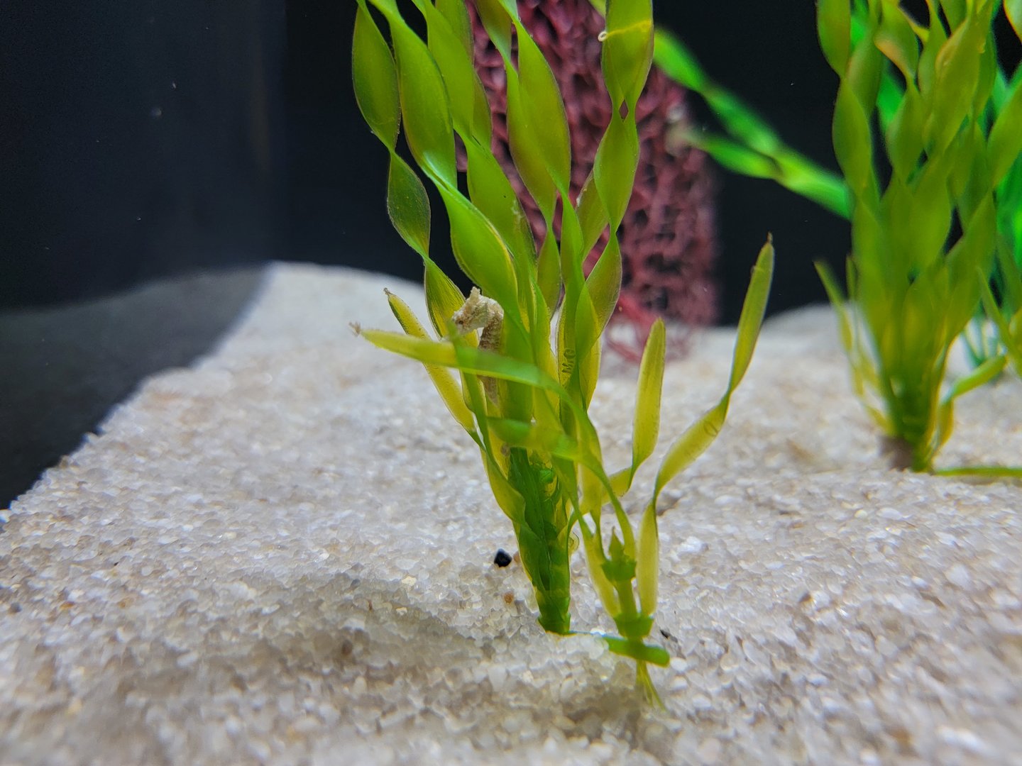 Toledo, Aquarium - Seahorse