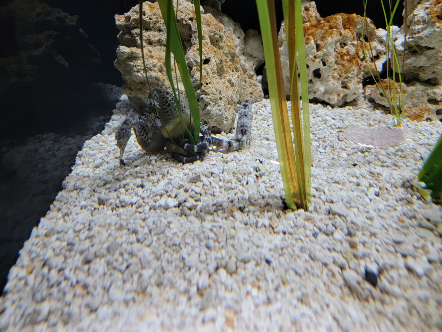 Toledo, Aquarium - Seahorses