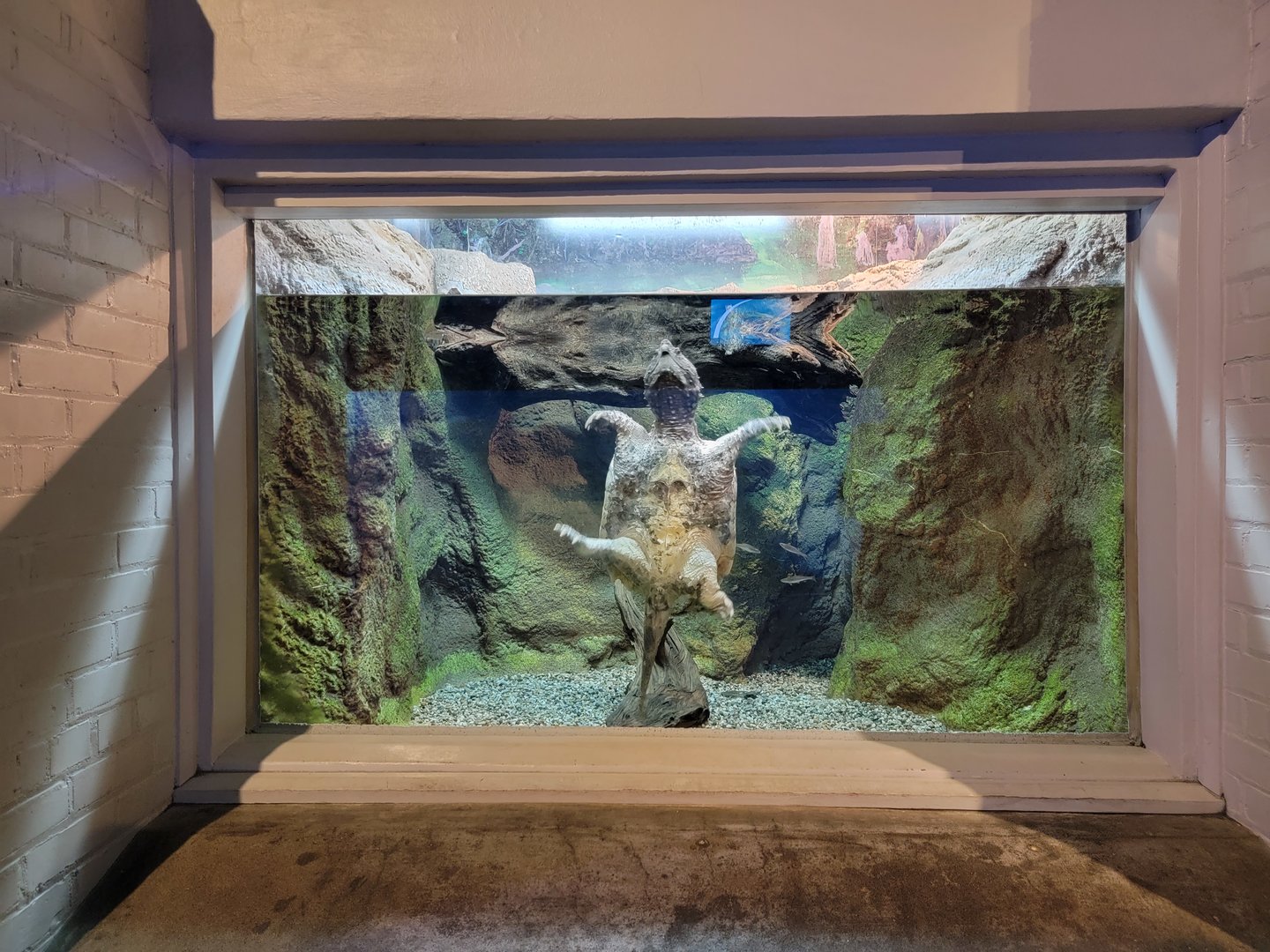 Toledo, Aquarium - Snapping turtle