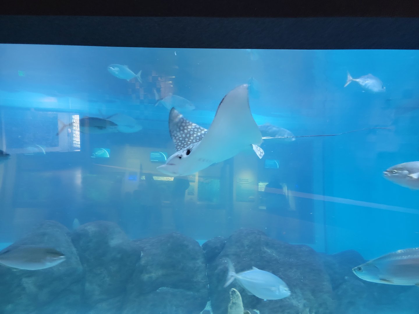 Toledo, Aquarium - Spotted eagle ray