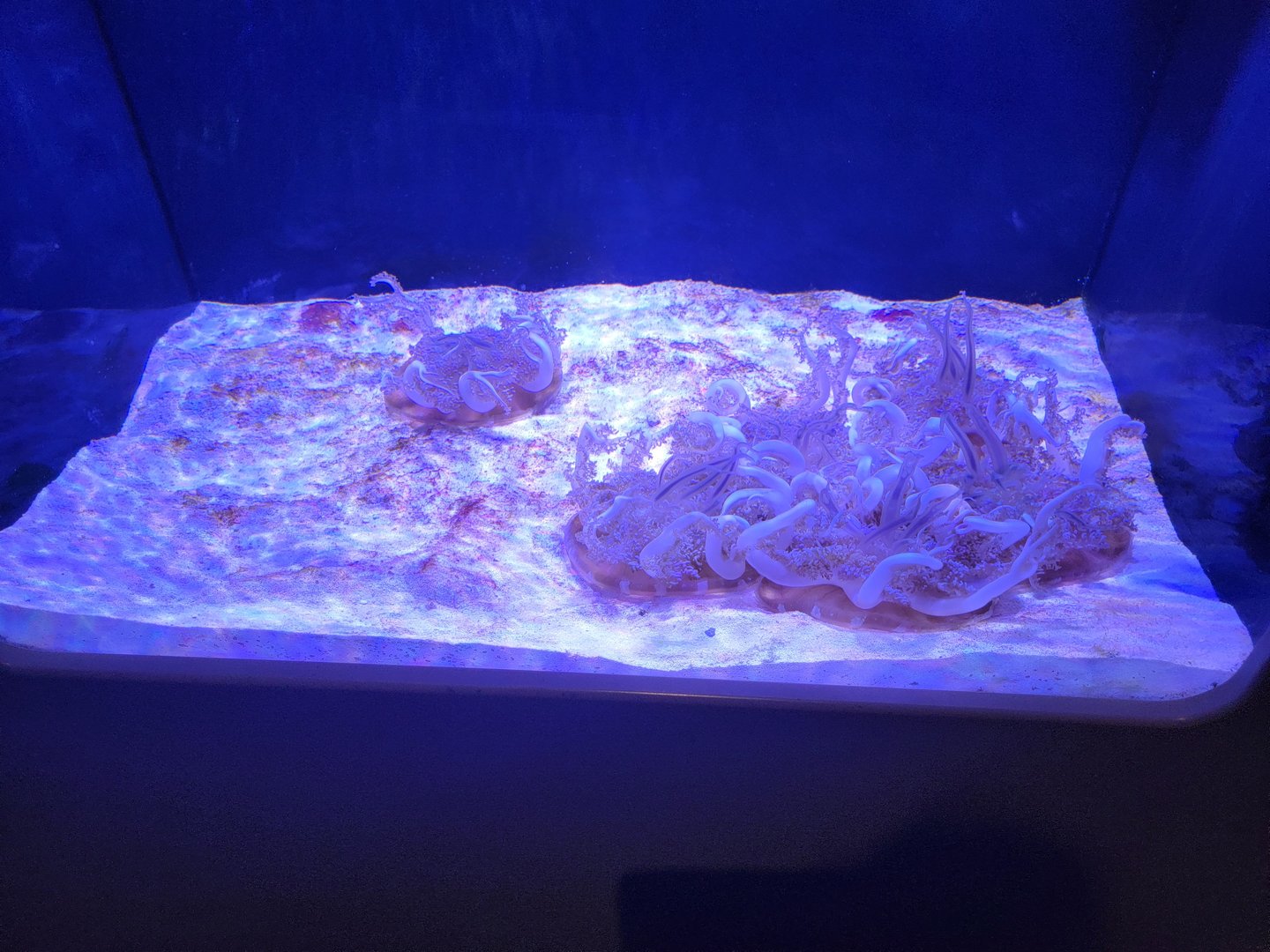 Toledo, Aquarium - Upside down jellyfish