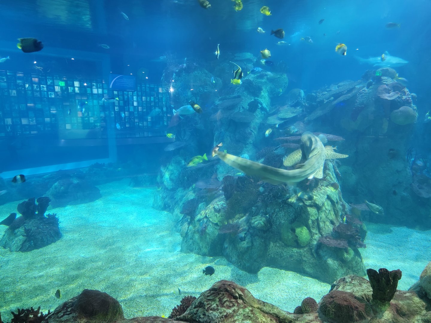 Toledo, Aquarium - Zebra shark, blacktip reef shark tank