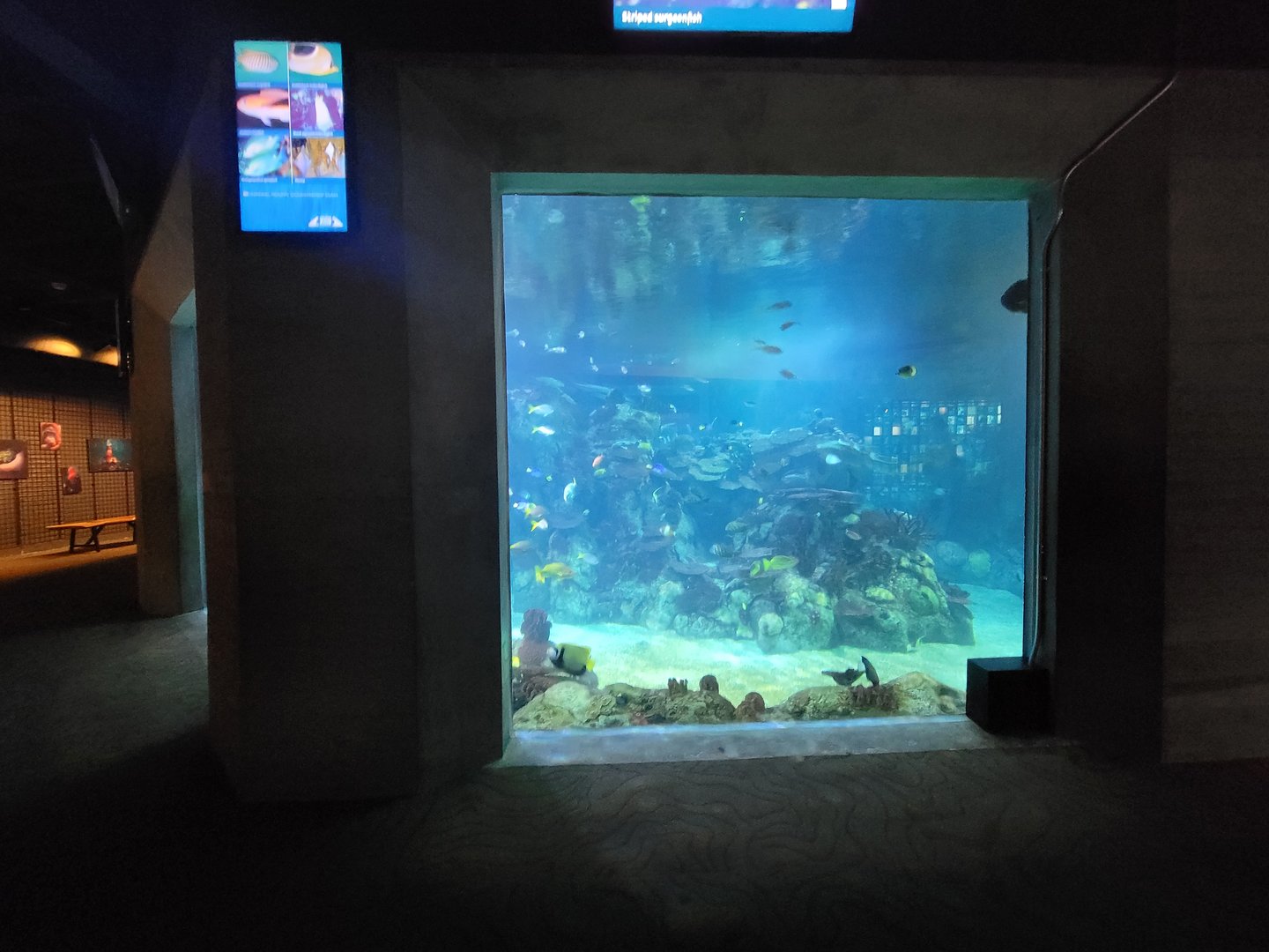 Toledo, Aquarium - Zebra shark, blacktip reef shark tank