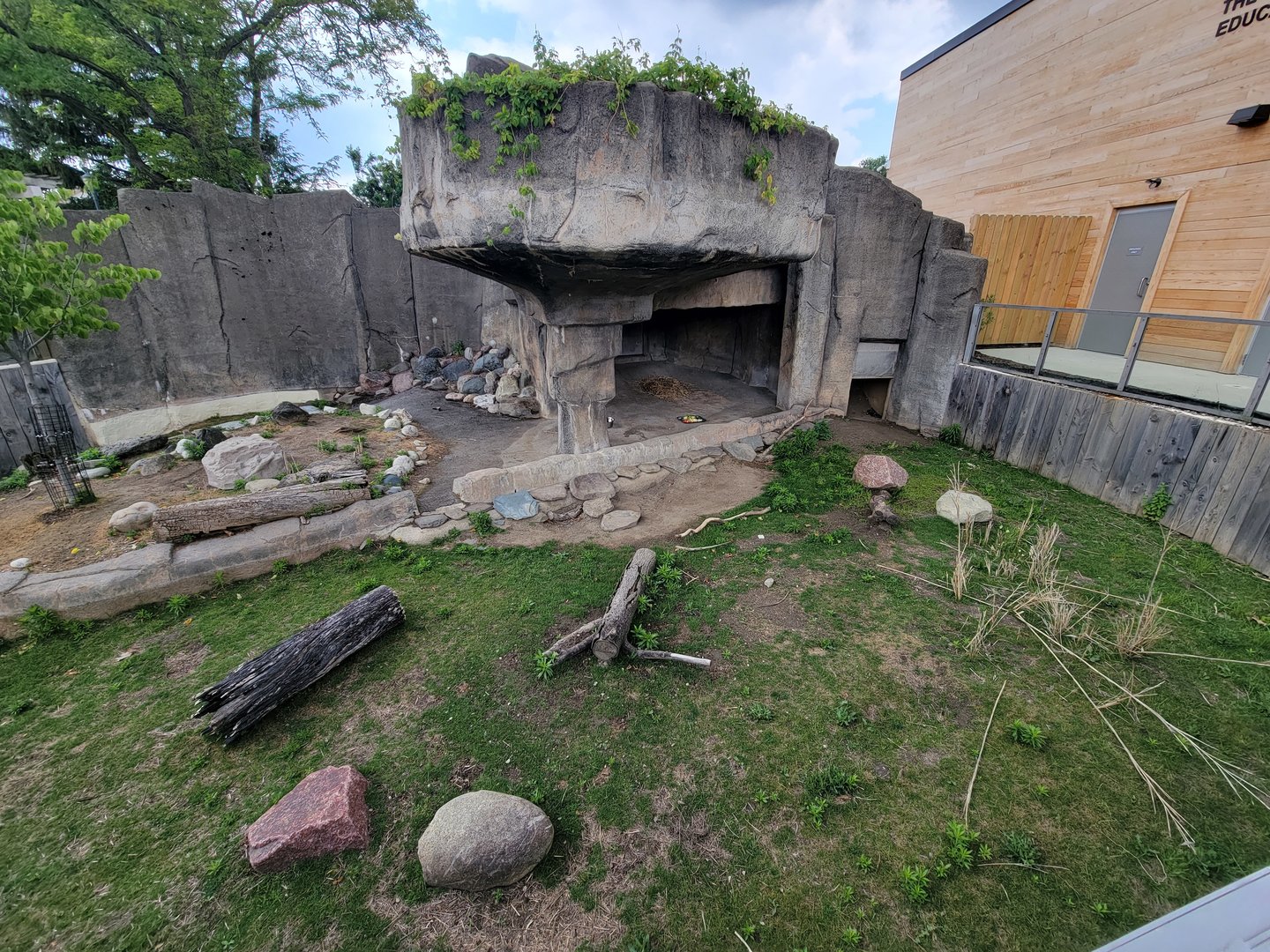 Toledo - Patagonian Mara