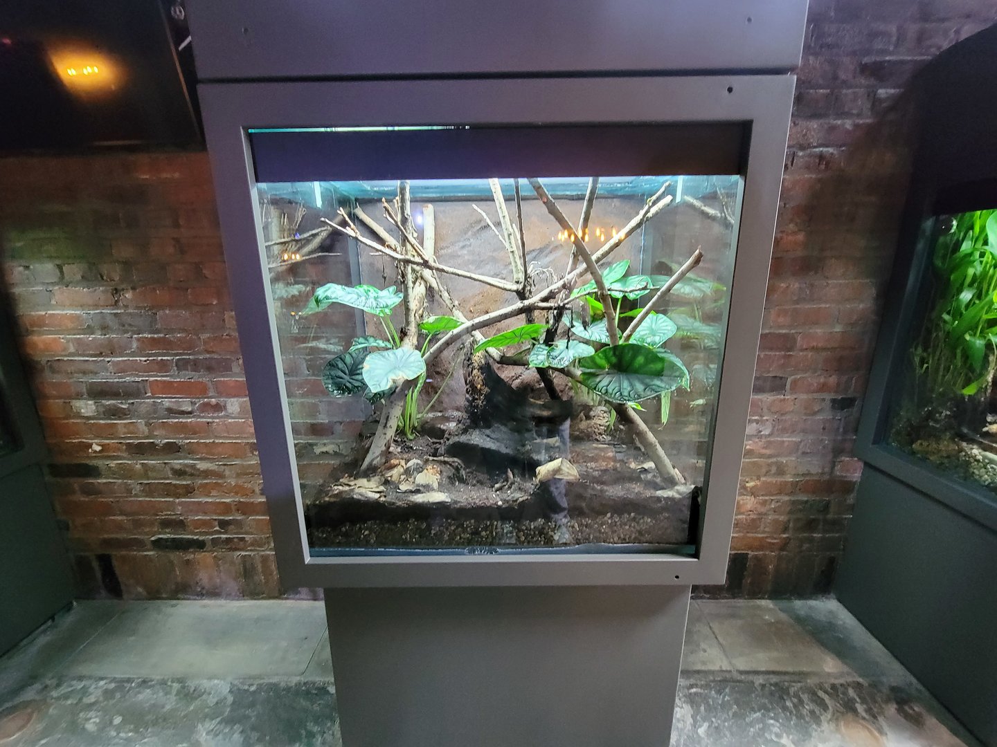 Toledo, Promedica Museum - Amphibian hallway, African bullfrog