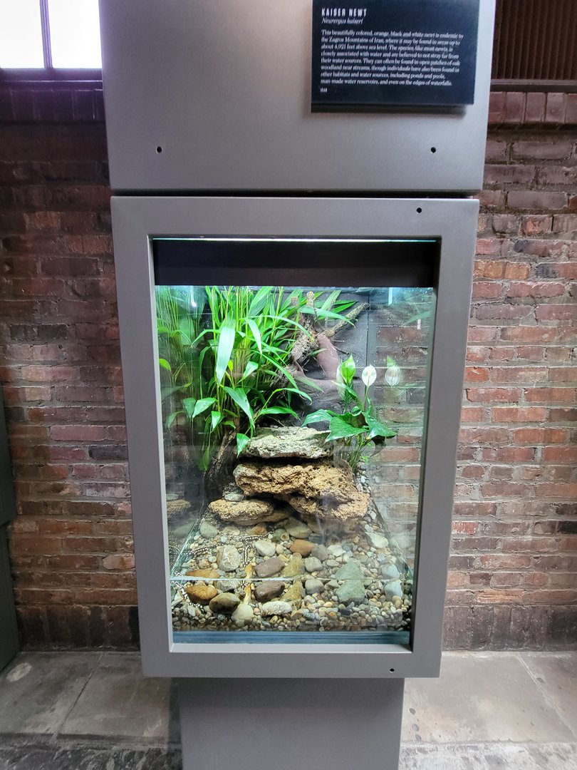 Toledo, Promedica Museum - Amphibian hallway, Kaiser newt