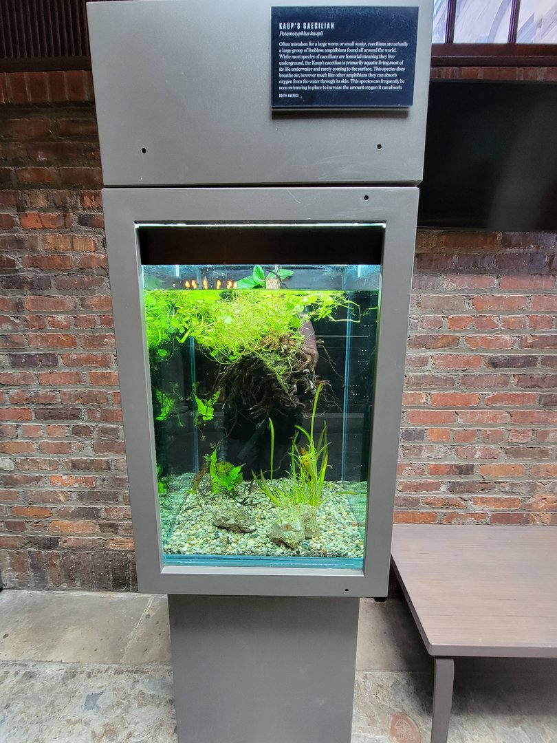 Toledo, Promedica Museum - Amphibian hallway, Kaup's caecilian