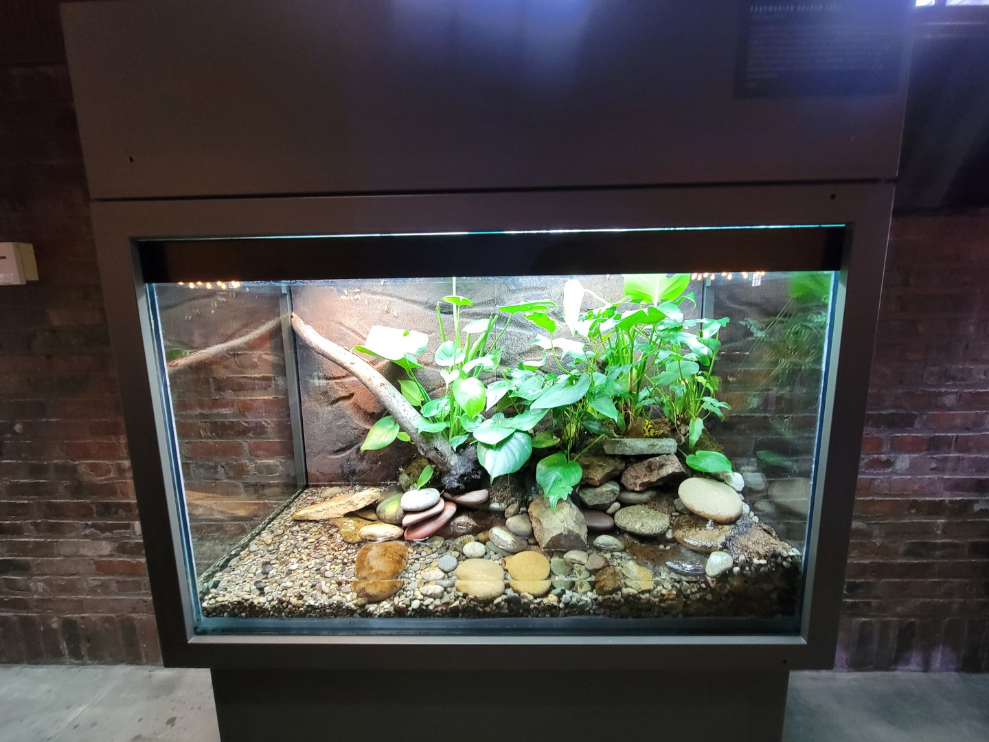 Toledo, Promedica Museum - Amphibian hallway, Panamanian golden frog