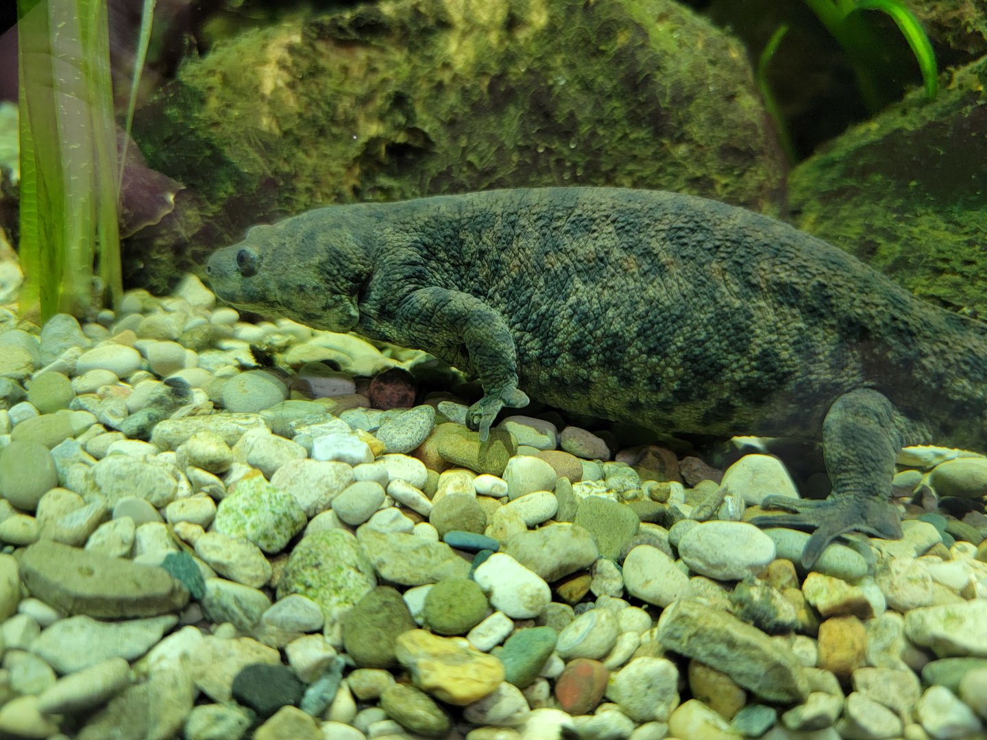 Toledo, Promedica Museum - Amphibian hallway, ribbed newt