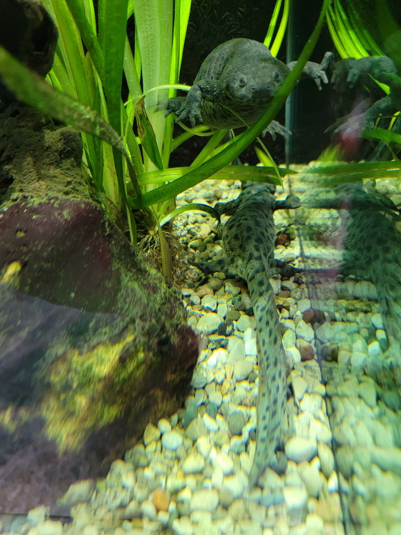 Toledo, Promedica Museum - Amphibian hallway, ribbed newt