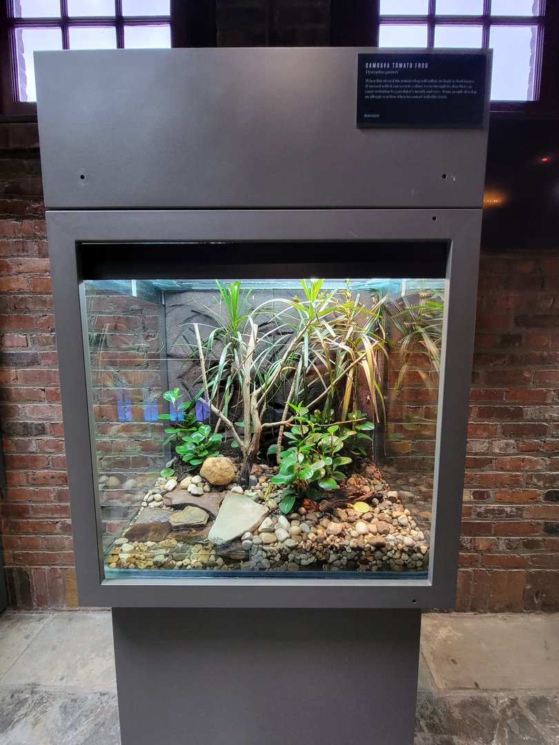 Toledo, Promedica Museum - Amphibian hallway, Sambava tomato frog
