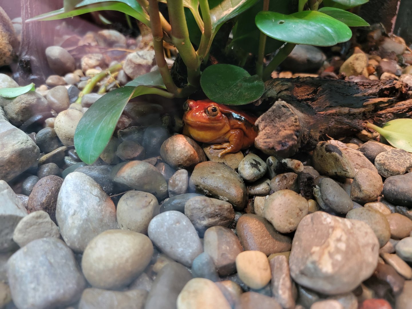 Toledo, Promedica Museum - Amphibian hallway, Sambava tomato frog