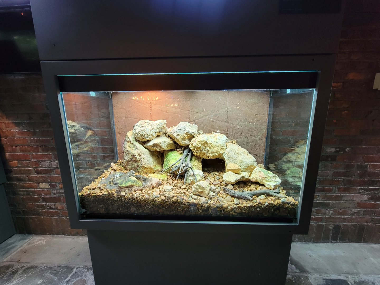 Toledo, Promedica Museum - Amphibian hallway, Sonoran desert toad