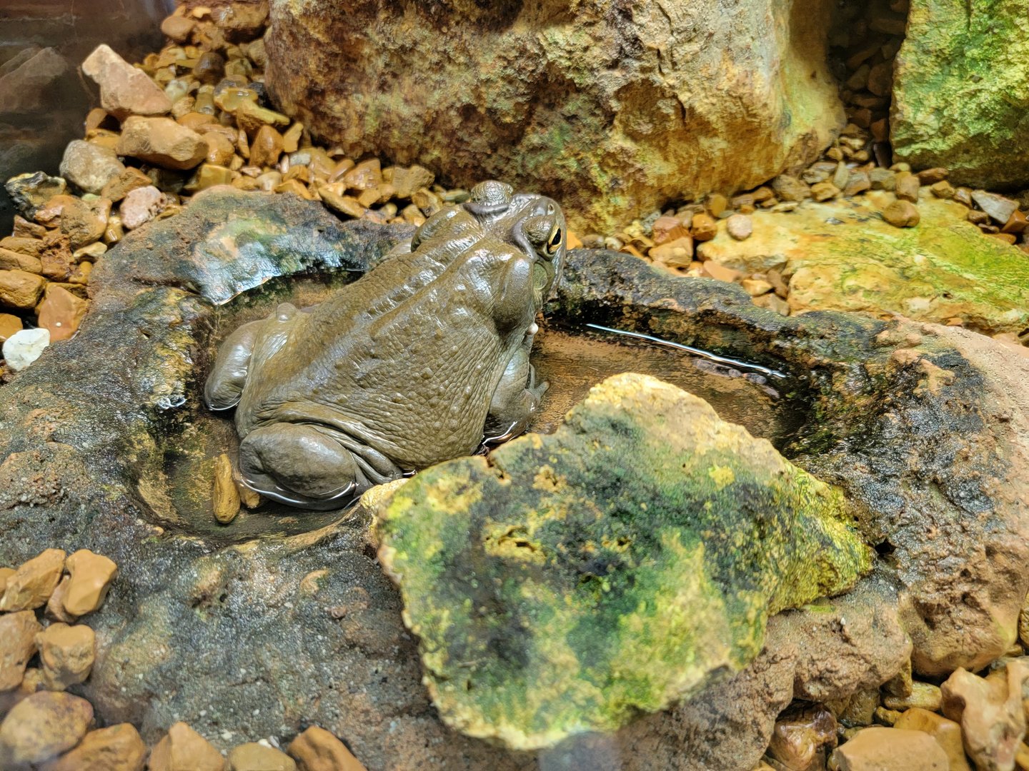 Toledo, Promedica Museum - Amphibian hallway, Sonoran desert toad