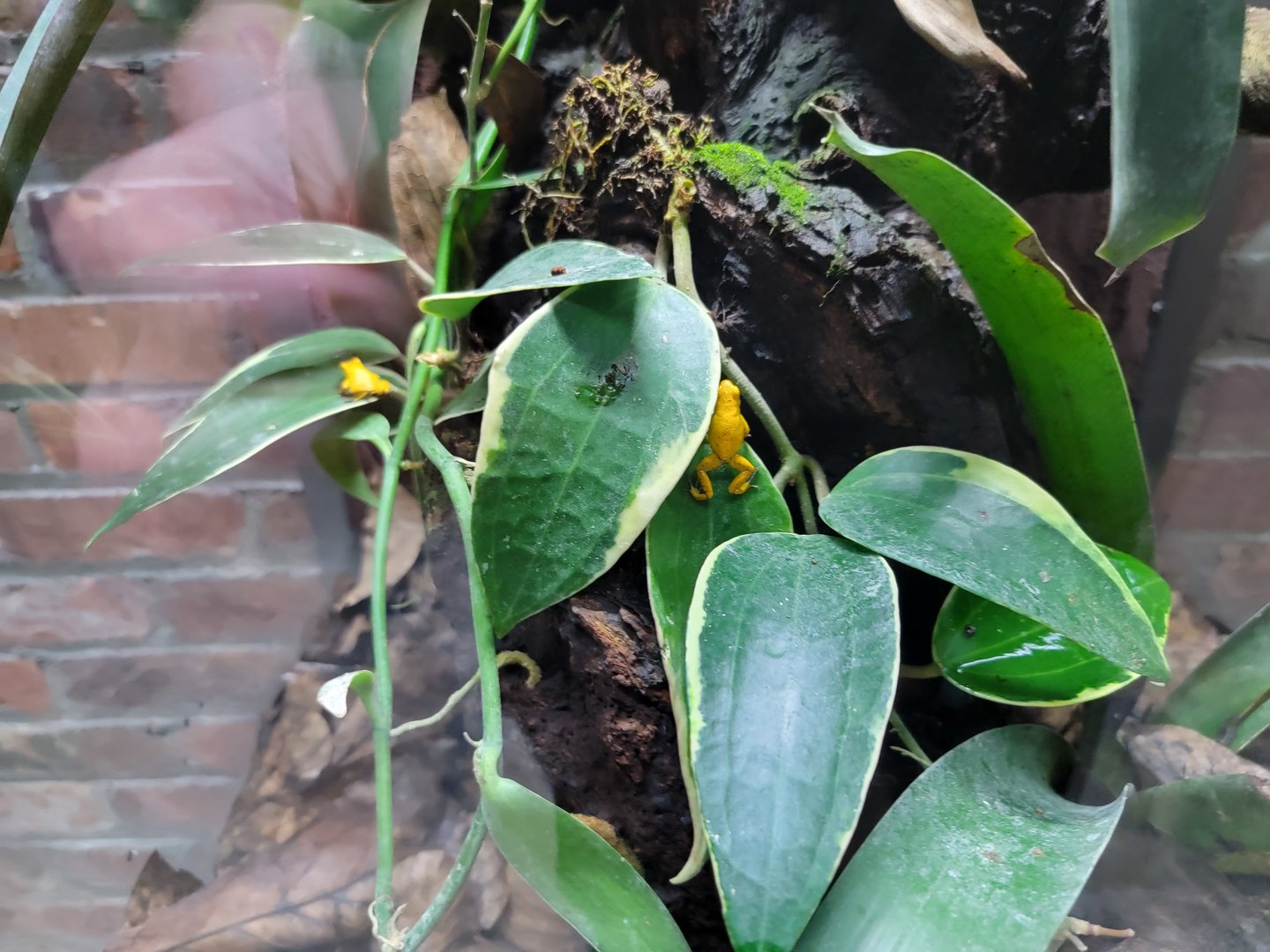 Toledo, Promedica Museum - Amphibian hallway, Strawberry poison dart frogs