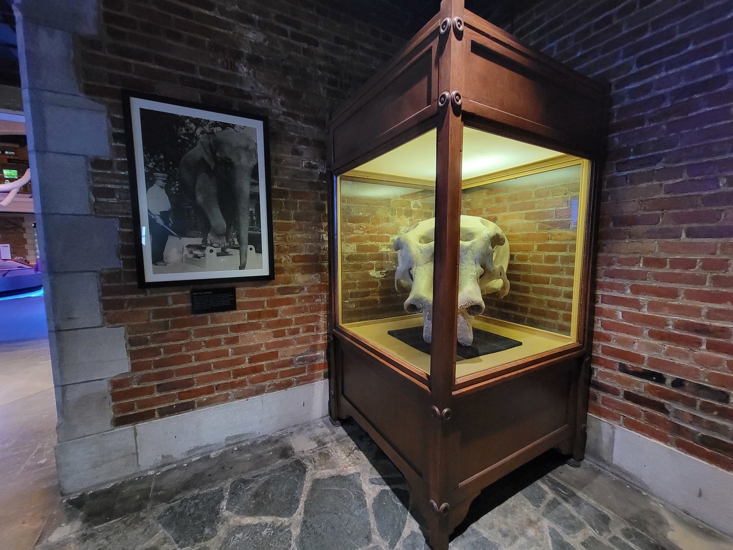 Toledo, Promedica Museum - Babe the Elephant's skull