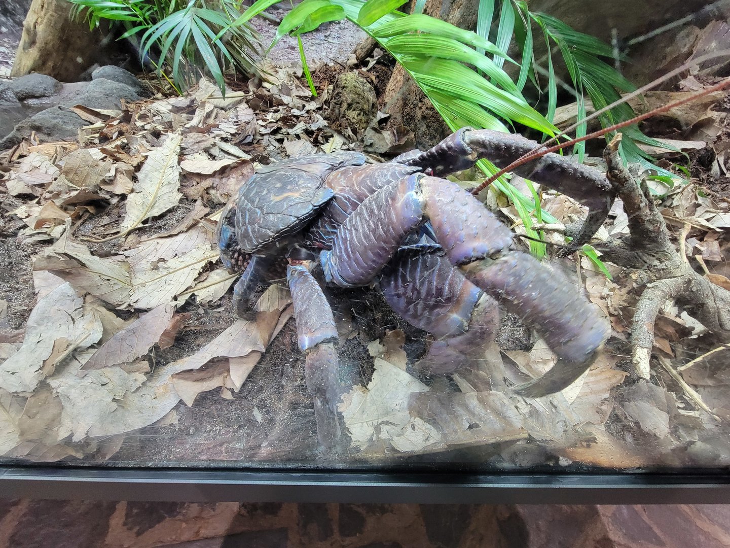 Toledo, Promedica Museum - Coconut crab