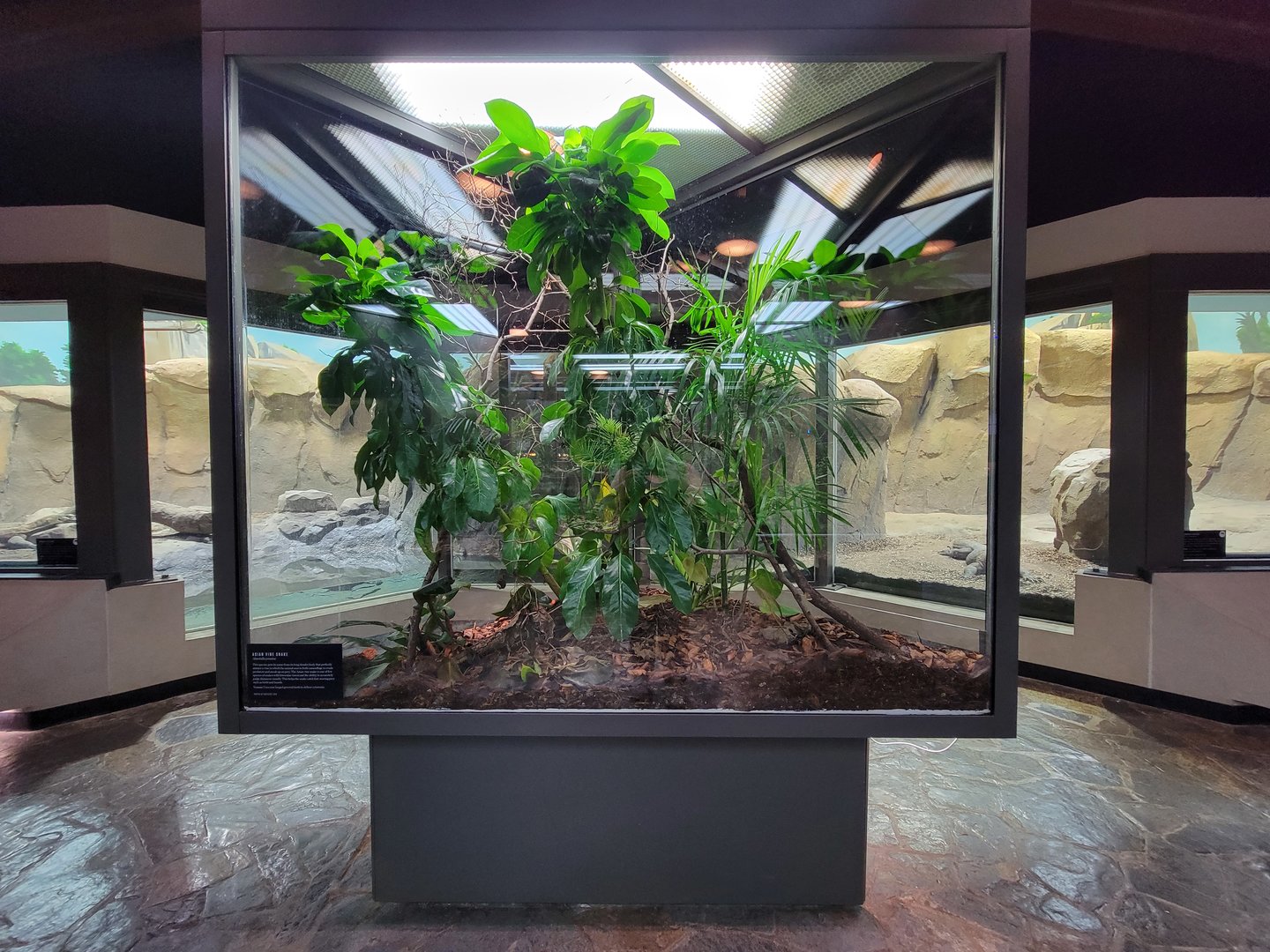 Toledo, Promedica Museum - Hall of Venom, Asian vine snake, Ahaetulla prasina