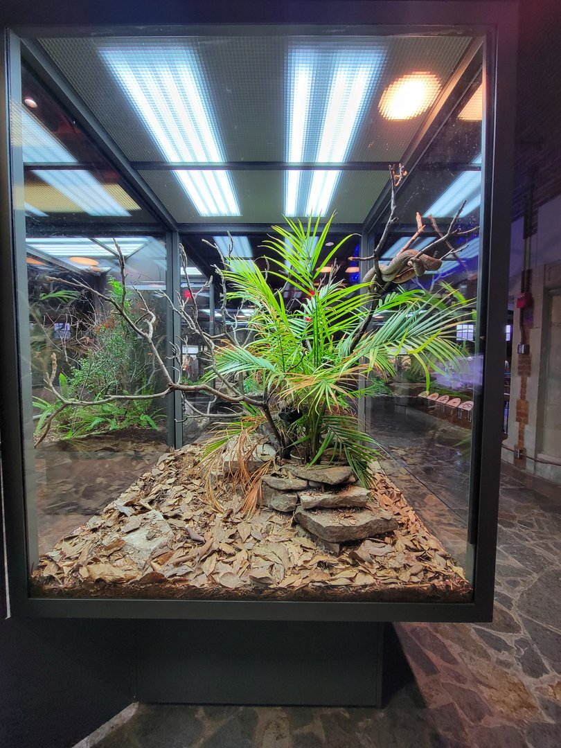 Toledo, Promedica Museum - Hall of Venom, Blanding's tree snake, Toxicodryas blandingii