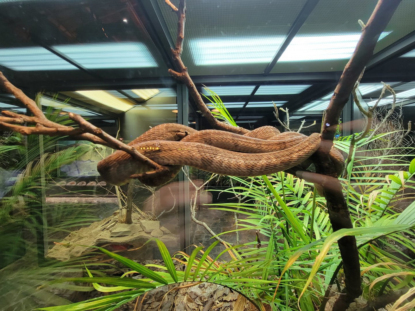 Toledo, Promedica Museum - Hall of Venom, Blanding's tree snake, Toxicodryas blandingii