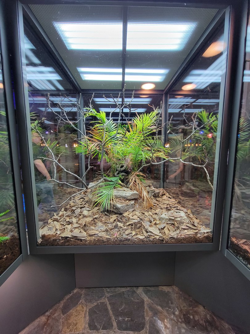 Toledo, Promedica Museum - Hall of Venom, Blanding's tree snake, Toxicodryas blandingii