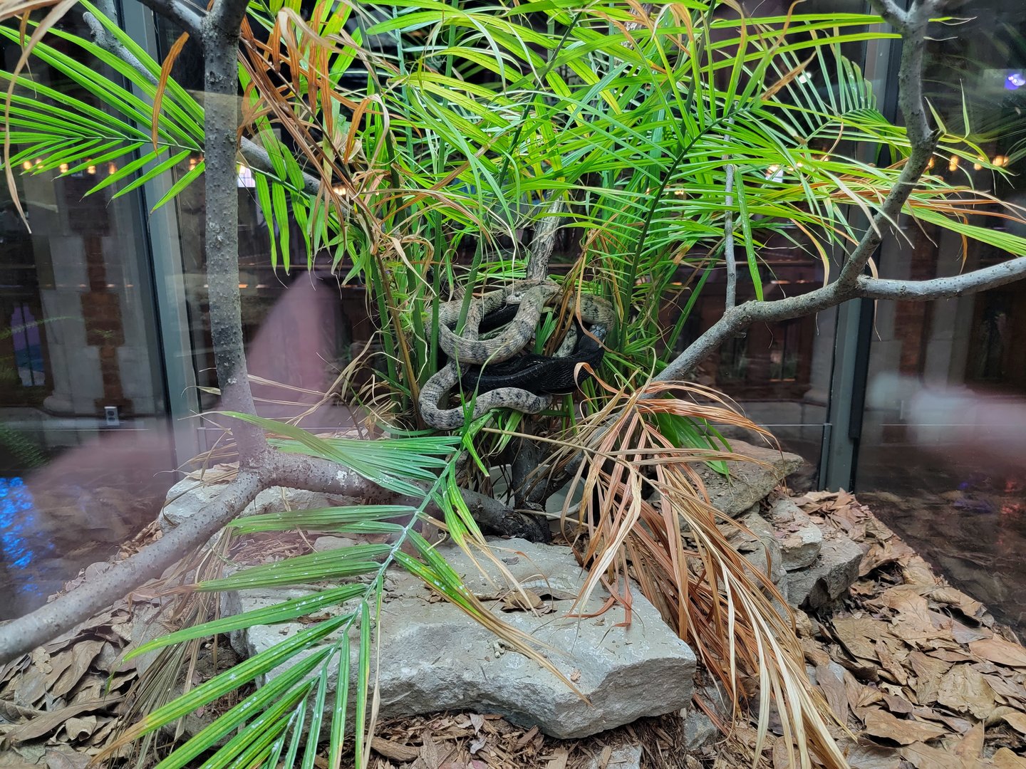 Toledo, Promedica Museum - Hall of Venom, Blanding's tree snake, Toxicodryas blandingii