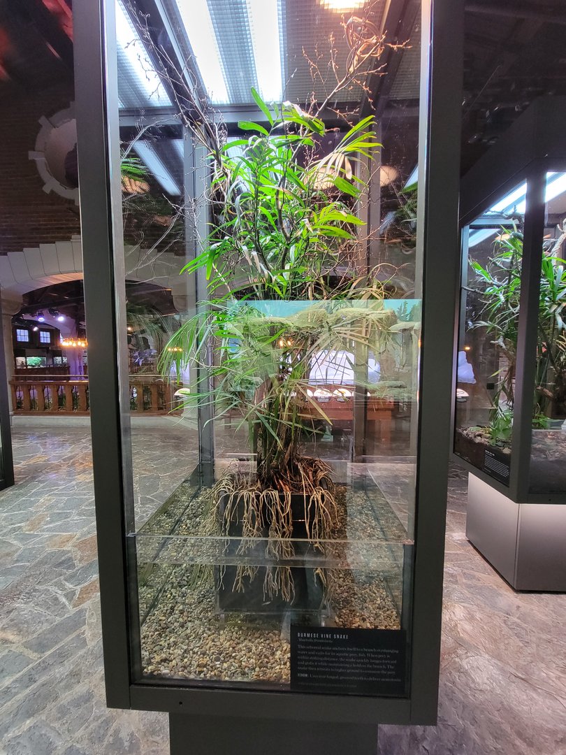 Toledo, Promedica Museum - Hall of Venom, Burmese vine snake, Ahaetulla fronticincta