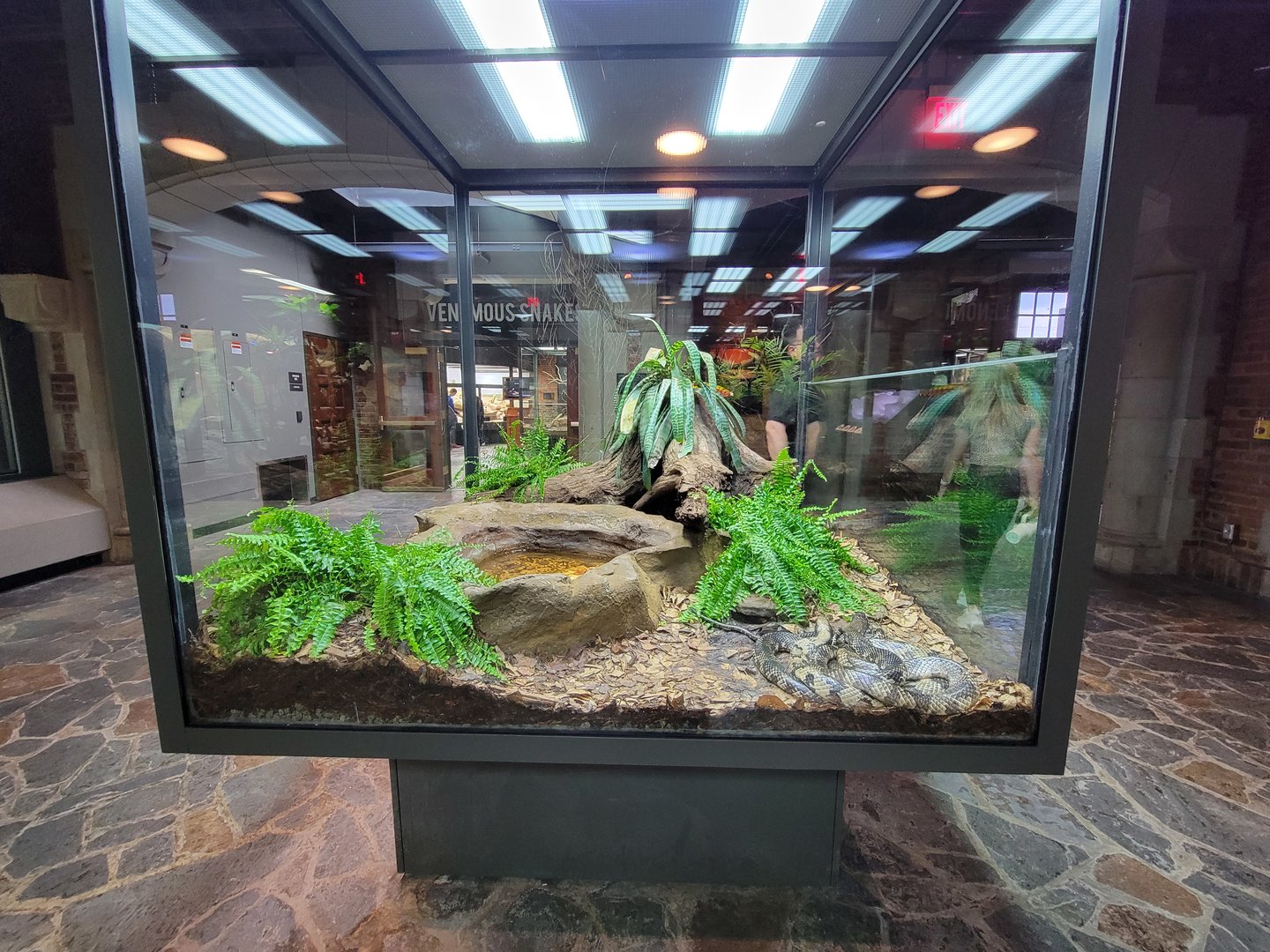 Toledo, Promedica Museum - Hall of Venom, False water cobra, Hydrodynastes gigas